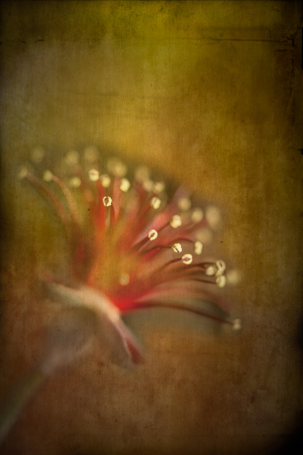 20130101-.impressionistic-flower.jpg