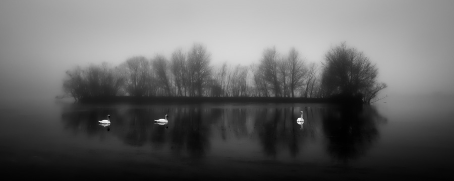 Swans-In-Mist-2.jpg